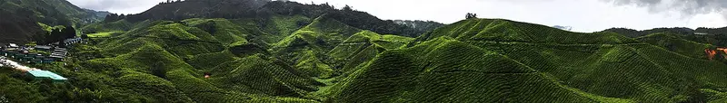 Cameron Highlands