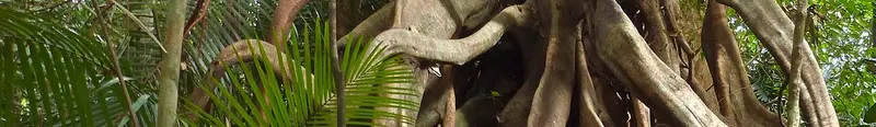 Taman Negara
