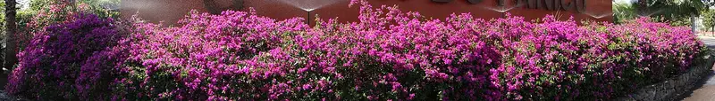 Culiacán