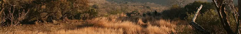 Gauteng